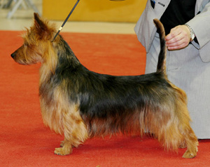 Jaskarin Rokkirakki | Australian Terrier 