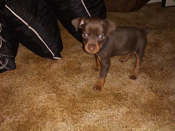 Clark'S schokolade auf feuer murdoch | Miniature Pinscher 