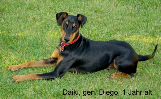 Ria's Sommerwind's DAIKI | German Pinscher 