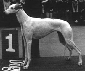 Gulds Beauty Belinda | Greyhound 