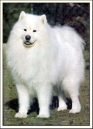 De Villaodon Beefeater | Samoyed 