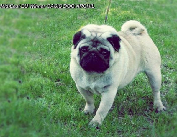 Oasis-Dog Archil | Pug 