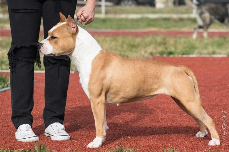 Sistaffs shine like a star | American Staffordshire Terrier 