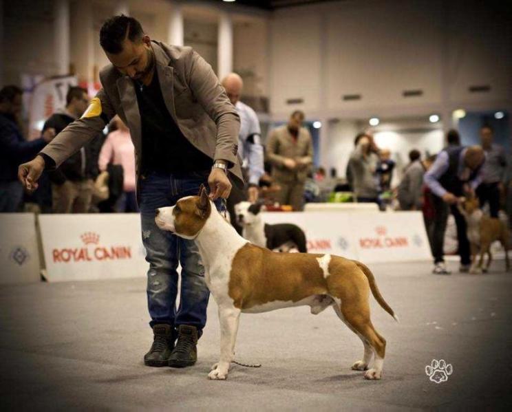 PASIRO THE DIAMOND OF NEW GENERATION | American Staffordshire Terrier 