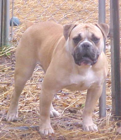 Alubull'S Honey | Olde English Bulldogge 