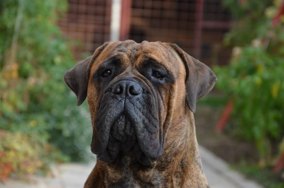 Britney Spears of Lepresto | Bullmastiff 