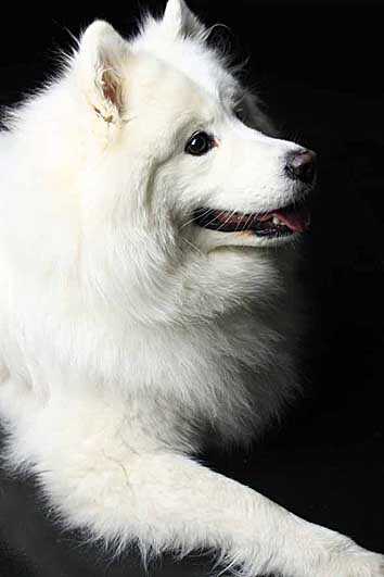 Zippo | Samoyed 