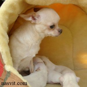 NASVIT BARBI | Chihuahua 