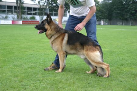 Gringo vom Napte-Emmer-Eck | German Shepherd Dog 
