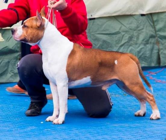 Sozvezdiye Yugry Armani genius of  beauty | American Staffordshire Terrier 