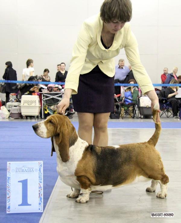 Ofelia Klan Sycylijczyków | Basset Hound 