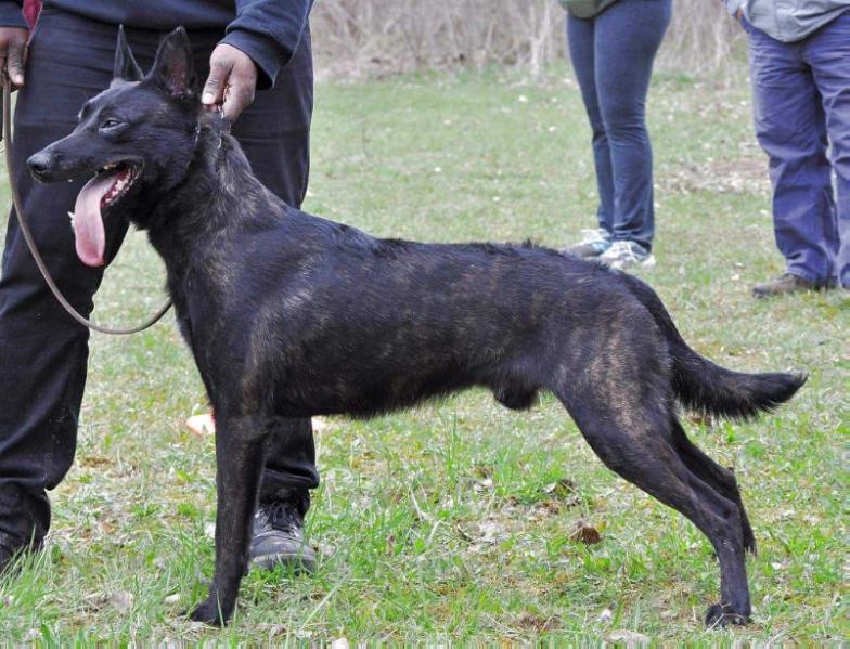 Black Dynasty's Pharaoh son of Ra | Dutch Shepherd 