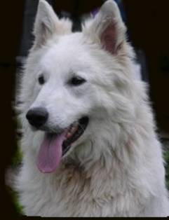 C Tendresse de vi Pasay | White Swiss Shepherd Dog 