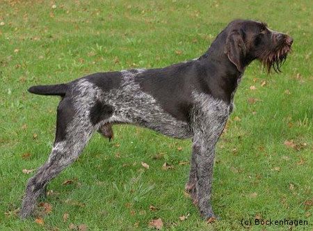 Troll von Erthal | German Wirehaired Pointer 