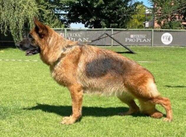 CARMEN VON DEL ZIGGO | German Shepherd Dog 