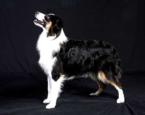 Ruff House Porsche | Australian Shepherd 