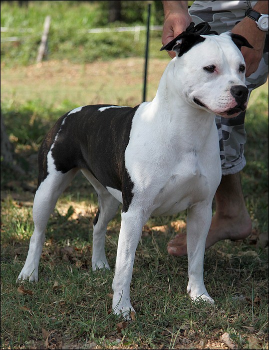 Conqueror staff Of Xpert | American Staffordshire Terrier 