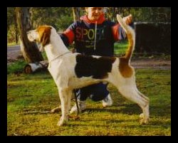 Peelhunt Omiega | English Foxhound 