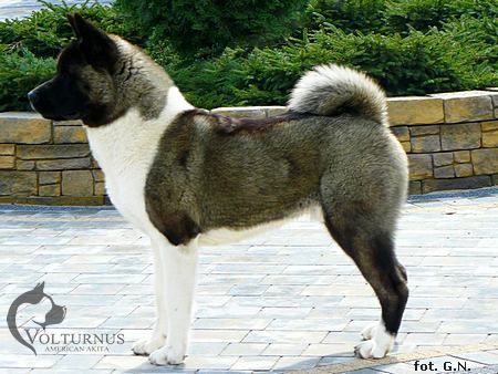 Mezo Volturnus | Akita 