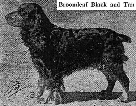 Broomleaf Black and Tan | English Cocker Spaniel 
