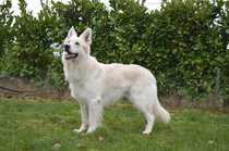 Challenger's Crack vom Heiligen Gral | White Swiss Shepherd Dog 