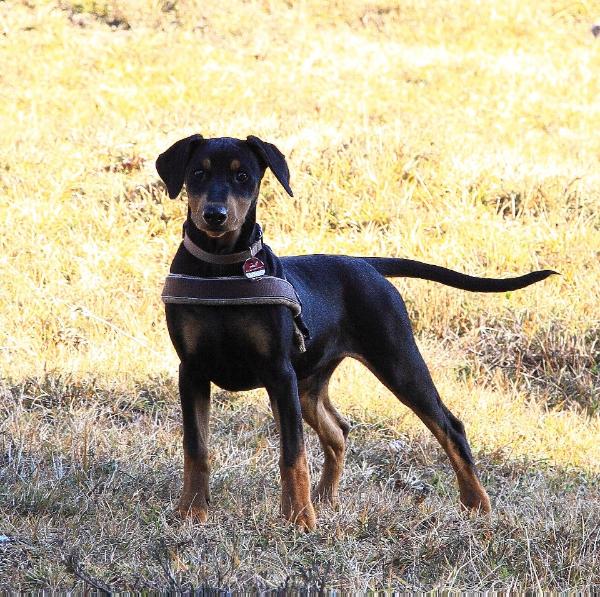 Clara vom Rittmeister | German Pinscher 