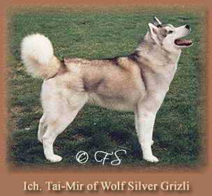 TAI - MIR OF WOLF SILVER GRIZLI | Siberian Husky 