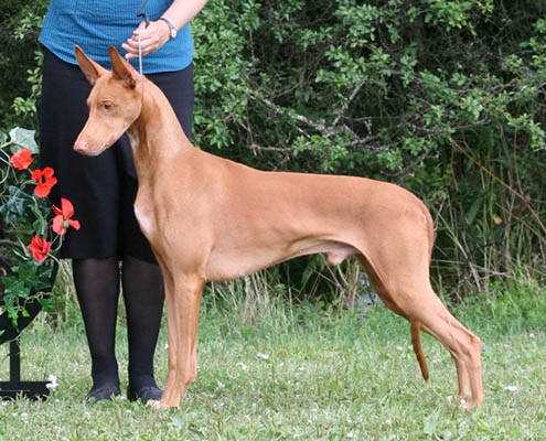 Farao Anibus Ikaros | Pharaoh Hound 