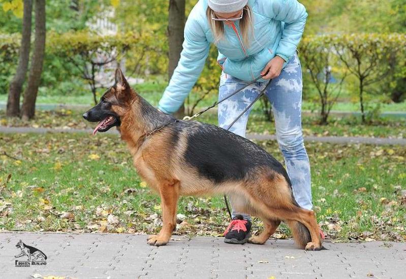 Aisha iz Fortuna Merdi | German Shepherd Dog 