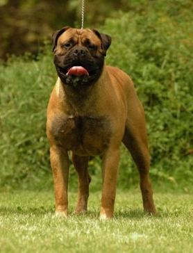 RIVERKEEPER GAMESMAN | Bullmastiff 