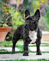 Lebull's New Hope Wooly Bully | French Bulldog 