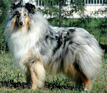 Jolie Blue de Frank Rough | Rough Collie 