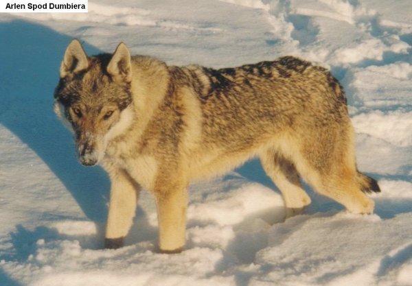 Arlen spod Dumbiera | Czechoslovakian Wolfdog 