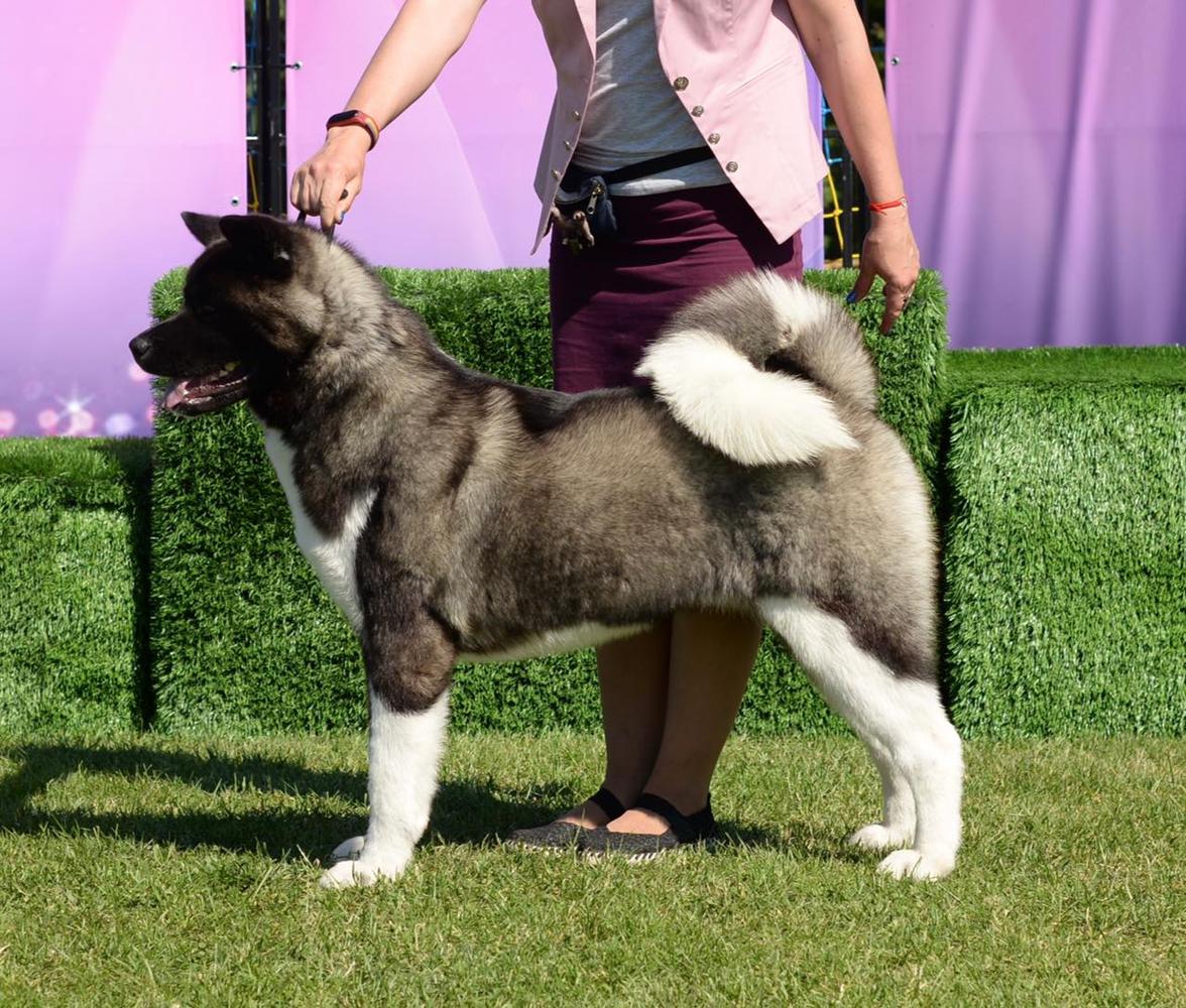 Hillary Cheerful And Happy Kattyval (Manny) | Akita 