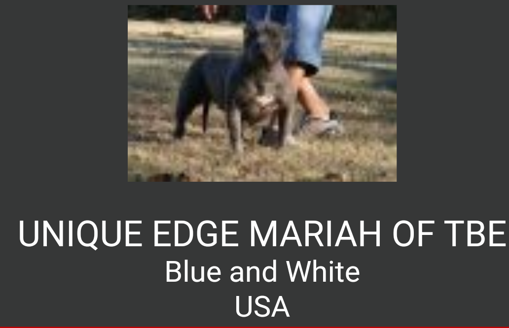 UNIQUE EDGE MARIAH OT TBE | American Pit Bull Terrier 