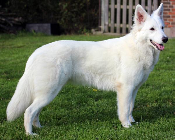 Eisfee Eikita von King`s Silbertal | White Swiss Shepherd Dog 