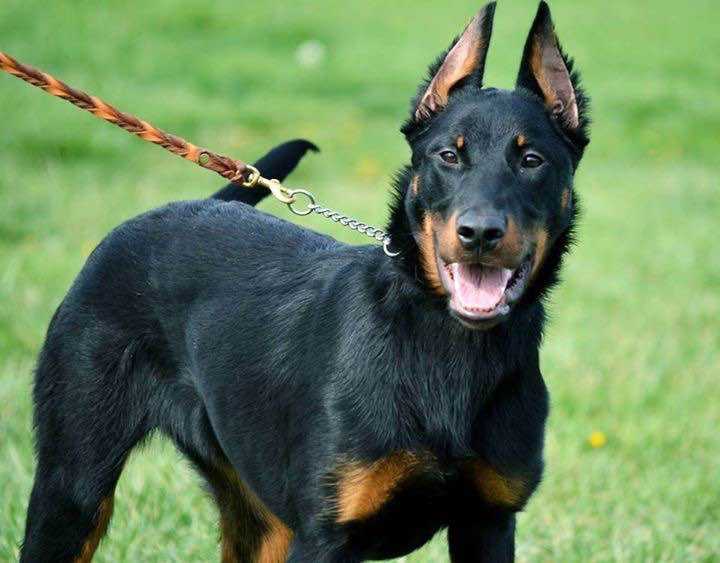 Arwen Rotterdog | Beauceron 