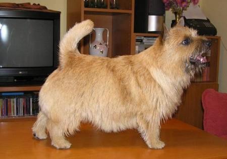 El Gator Satanela | Norwich Terrier 