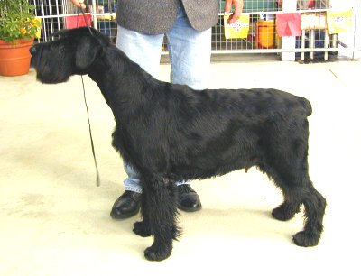 Pectus Liza | Giant Schnauzer 