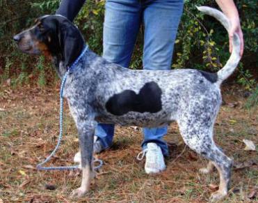 Evenstar Sand Mountain Symphony | Bluetick Coonhound 