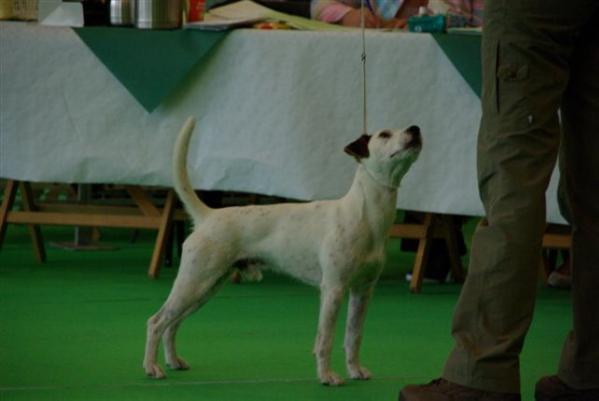 Chrislotts' Mito BhFK | Parson Russell Terrier 