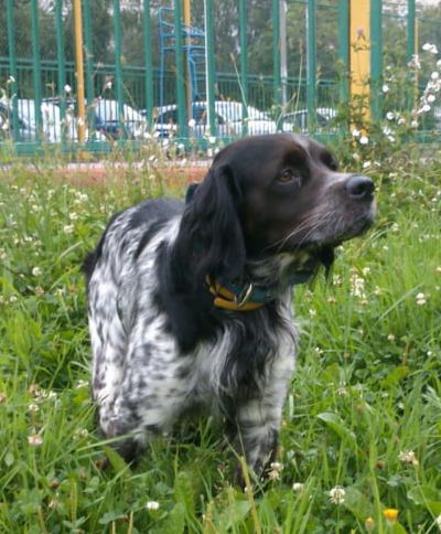 Zov Poley PIERRE PARFE | Brittany 