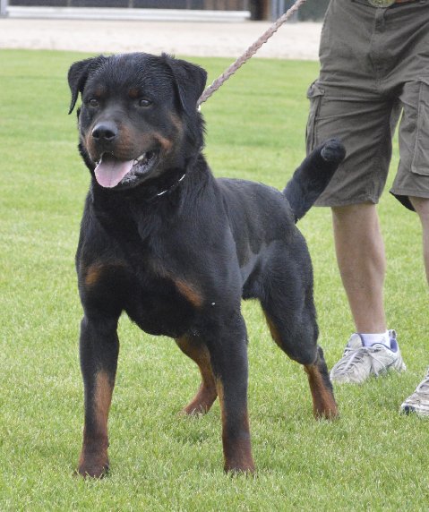 J von Ruelmann | Rottweiler 