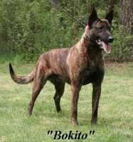 Bokito | Dutch Shepherd 