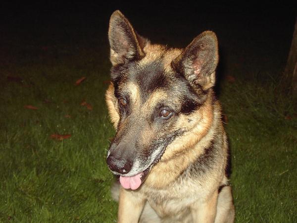 andor-barka von haus bornheim | German Shepherd Dog 