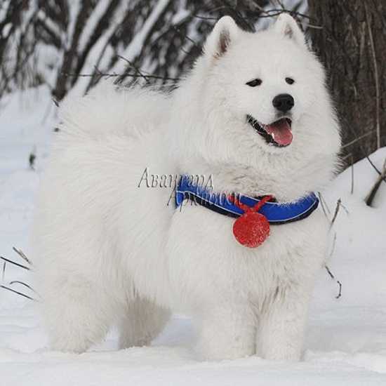 Beloe chudo elachich | Samoyed 