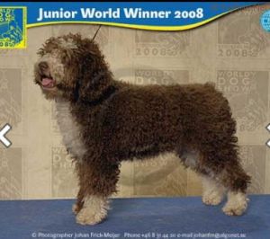 Zorrazo Nicolasia | Spanish Water Dog 