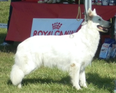 Erkhan du bois des ternes | White Swiss Shepherd Dog 