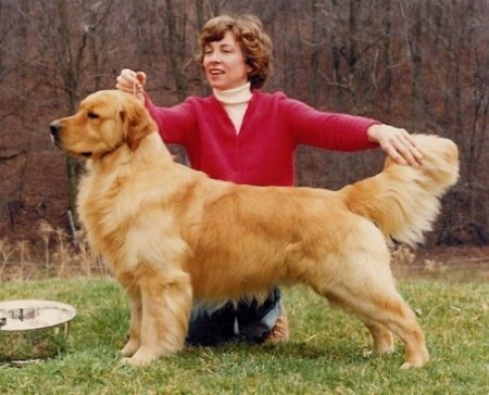 Shargleam Ferryman | Golden Retriever 