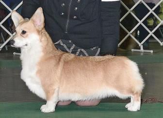 Amsburgs Own Thinking About U | Pembroke Welsh Corgi 